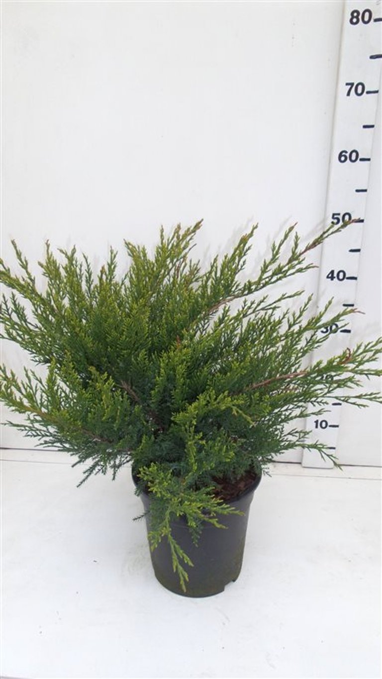 Juniperus pf. 'Mint Julep' - C3 40-50 CM